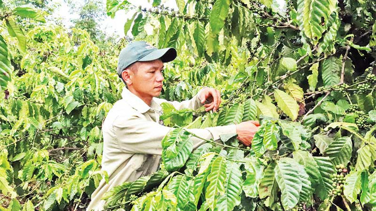 Canh tác cà-phê thông minh thích ứng biến đổi khí hậu là yêu cầu cấp thiết hiện nay ở Tây Nguyên.
