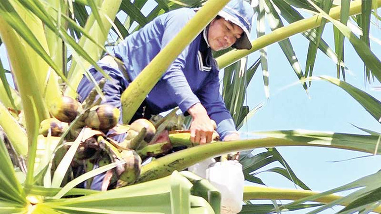 Leo lên đọt cây lấy nước.