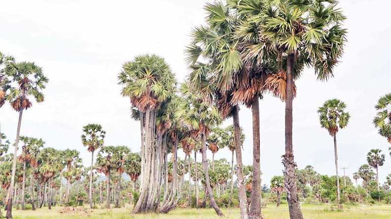 Cây thốt nốt, một nét đặc trưng vùng Bảy Núi.