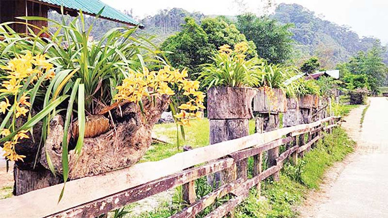Hoa lan trên hàng rào tại làng Vi Rơ Ngheo.
