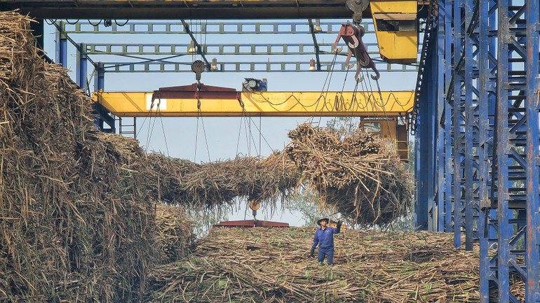 Cân mía và kiểm tra độ đường ở Nhà máy đường Sông Con