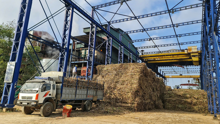 Cân mía tại Nhà máy đường Sông Con.