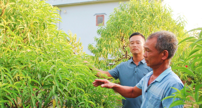 Chỉ còn số lượng rất ít đào ở khu đất cao lại sau lũ.