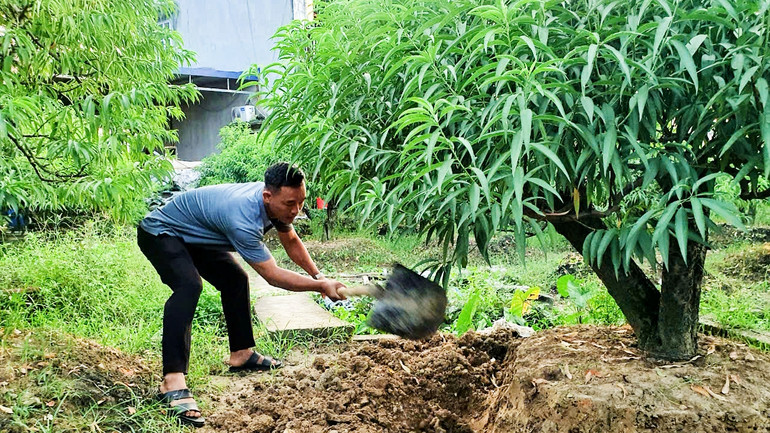 Với những cây đào còn lại, các gia đình tập trung chăm sóc để mang lại niềm vui cho người dân Tết này và vớt vát thu nhập.