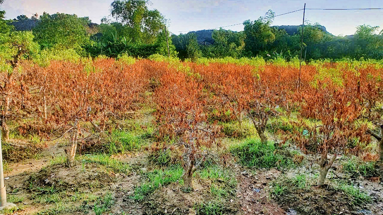 Đào là cây nhạy cảm với thời tiết, lũ ngập lâu ngày, hầu như cả vùng đào rộng lớn Cam Giá cây chết, hóa thành củi.