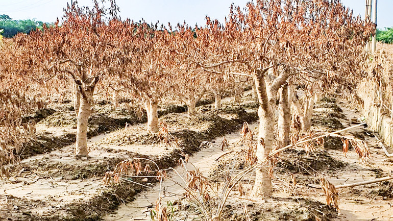Những cây đào lâu năm ở vùng Cam Giá chết khô sau lũ.
