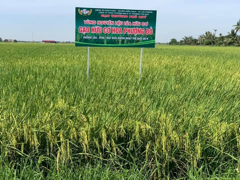 Những thửa ruộng tươi tốt của nông dân xã Ngũ Phúc, huyện Kiến Thụy trồng theo phương pháp hữu cơ.