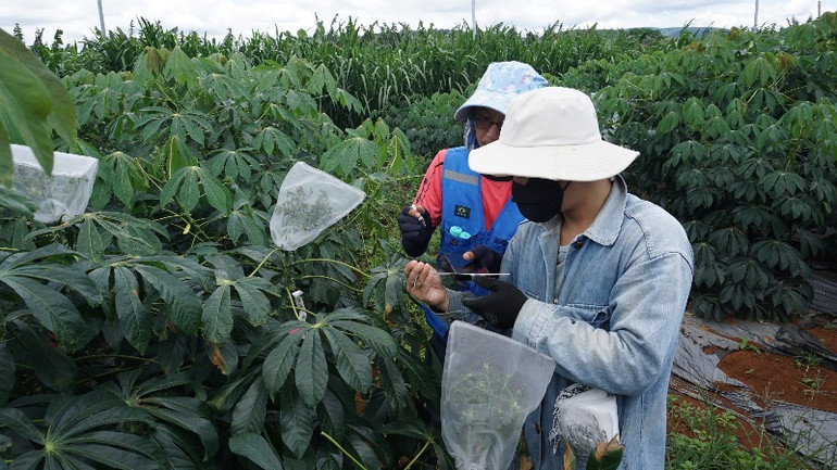 Các chuyên gia nghiên cứu của Dự án "Các hệ thống sản xuất kháng bệnh bền vững ở khu vực Mekong".