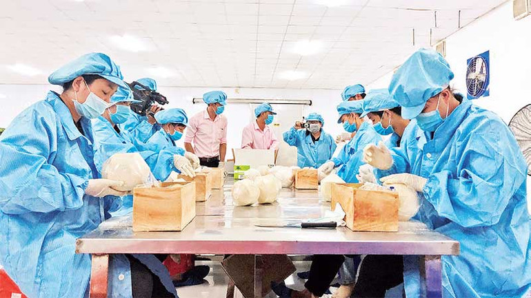 Sơ chế dừa tươi xuất khẩu tại một doanh nghiệp ở Bến Tre.