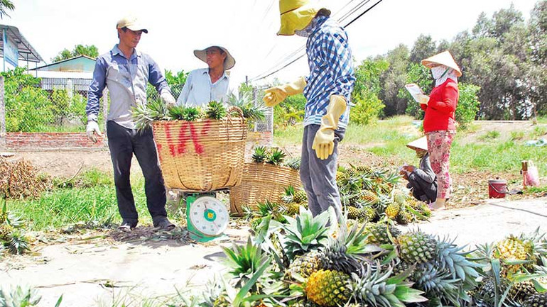 Thu hoạch khóm tại xã Thạnh Tân, huyện Tân Phước (Tiền Giang).