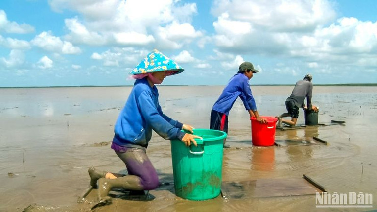 Nghề trượt mong đã gắn bó từ lâu đời để mưu sinh của cư dân vùng bãi bồi Mũi Cà Mau.