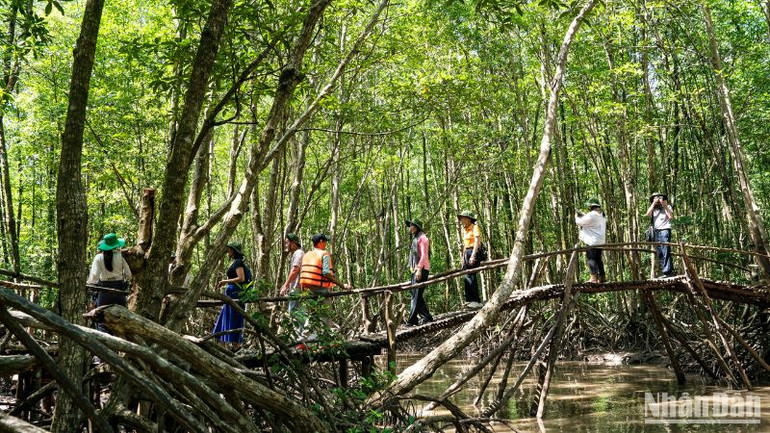 Du khách trải nghiệm, tham quan vùng lõi rừng đước của Vườn quốc gia Mũi Cà Mau.