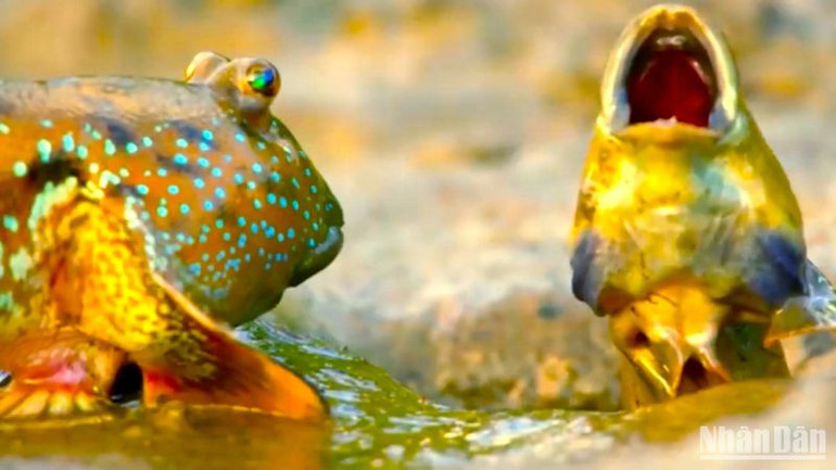 Bãi bồi Mũi Cà Mau là nơi trú ngụ của nhiều động, thực vật quý hiếm như: tôm, cua, cá, mực, ghẹ và các loài nhuyễn thể khác... cũng có mặt sinh sôi, nảy nở.