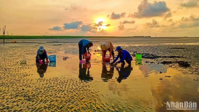 Bà con xã viên, Hợp tác xã nuôi nghêu Đất Mũi thu hoạch nghêu thương phẩm.