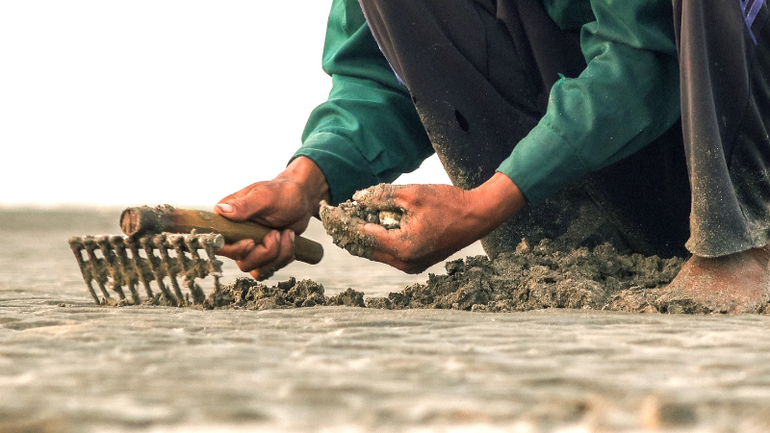 Mô hình nuôi nghêu thương phẩm là nguồn thu nhập chính của người dân vùng bãi bồi Mũi Cà Mau.