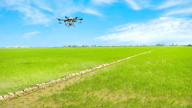 Ứng dụng máy bay không người lái để phun thuốc trên cánh đồng lúa.