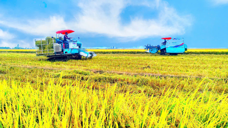 Thu hoạch lúa chất lượng cao, phát thải thấp tại huyện Vĩnh Thạnh, thành phố Cần Thơ.