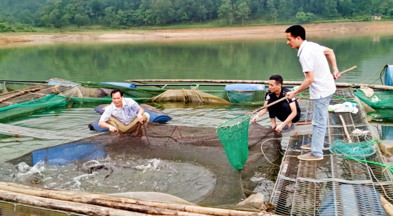 Gia đình chị Trần Thị Tình và các hộ liên kết phải bán cá non, thiệt hại lớn.