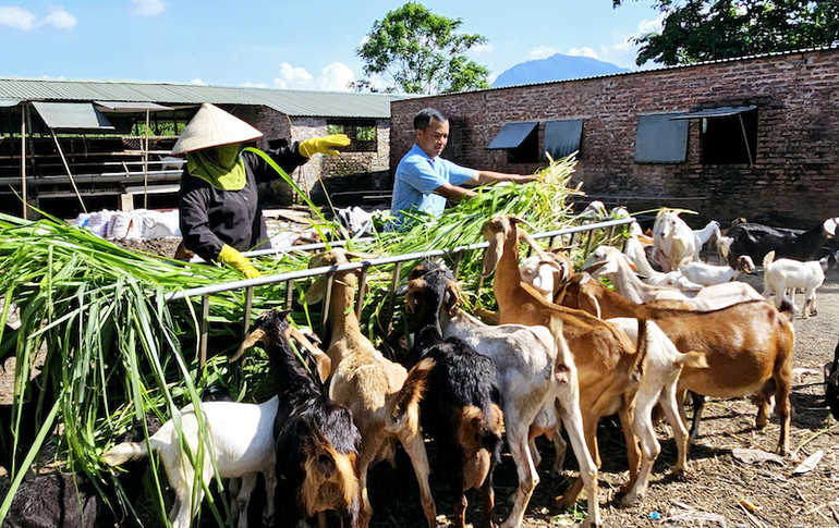 Nhiều mô hình phát triển kinh tế đã mang lại hiệu quả cao cho người dân vùng đồng bào dân tộc thiểu số trên địa bàn tỉnh Quảng Ninh. Nhiều mô hình phát triển kinh tế đã mang lại hiệu quả cao cho người dân vùng đồng bào dân tộc thiểu số trên địa bàn tỉnh Quảng Ninh.