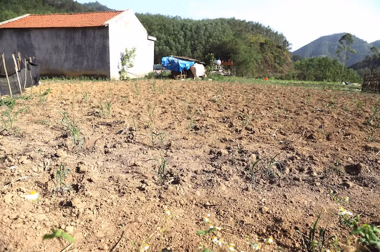 Nhiều diện tích trồng ngô của người dân bị khô héo do thiếu nước.