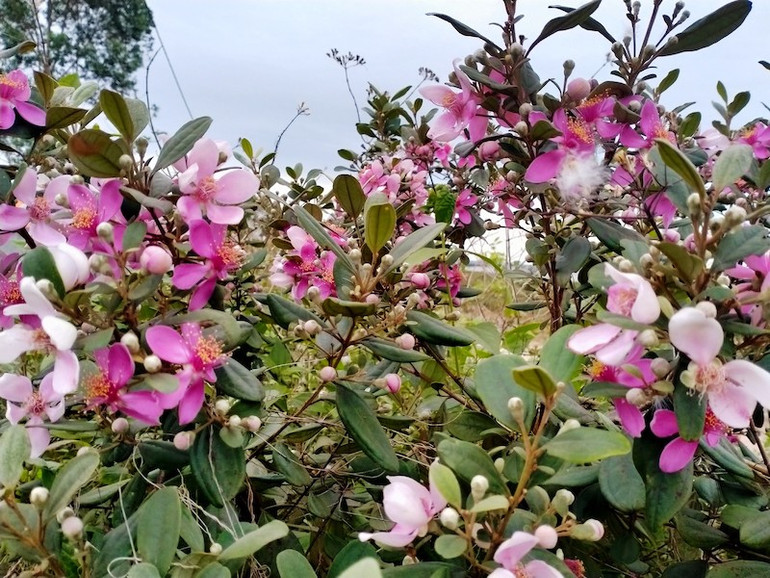 Hoa sim đã trở thành thương hiệu riêng có của xã hải Sơn, thành phố Móng Cái.