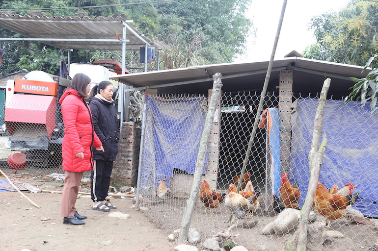 Cán bộ Phòng Nông nghiệp và Phát triển nông thôn huyện xuống tận hộ chăn nuôi hướng dẫn người dân cách phòng, chống rét cho gia súc, gia cầm.