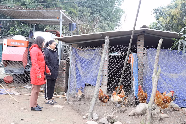 Cán bộ Phòng Nông nghiệp và Phát triển nông thôn huyện xuống tận hộ chăn nuôi hướng dẫn người dân cách phòng, chống rét cho gia súc, gia cầm.