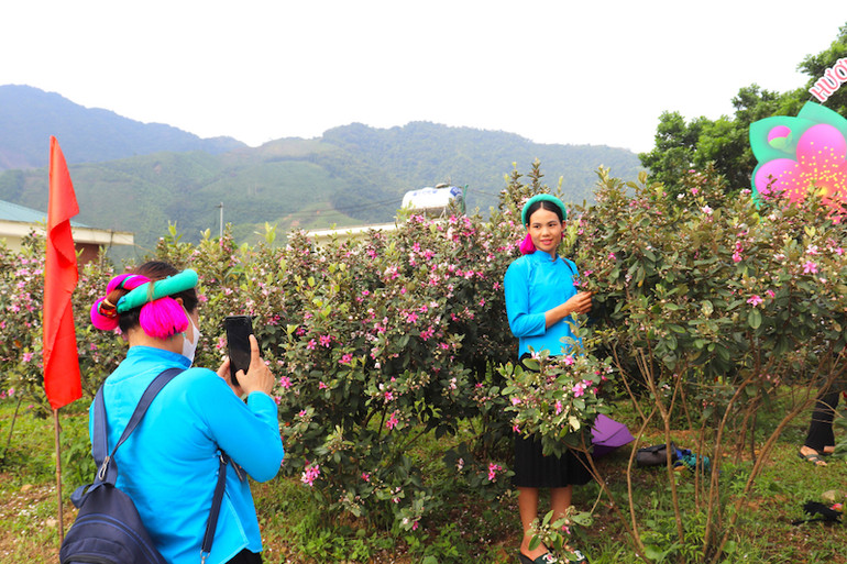 Các cô gái tranh thủ chụp hình bên những cây sim tím đang rực rỡ sắc màu.