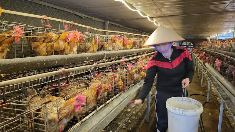 Nhiều hộ gia đình nông dân đã đầu tư chăn nuôi gia cầm phát triển kinh tế gia đình và vươn lên làm giàu. Nhiều hộ gia đình nông dân đã đầu tư chăn nuôi gia cầm phát triển kinh tế gia đình và vươn lên làm giàu.