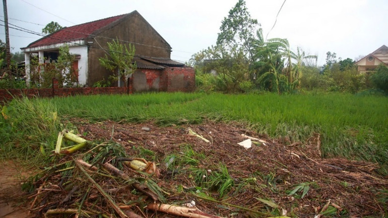 Nhiều diện tích hoa màu của người dân xã Đông Hải bị hỏng do ngập nước. Nhiều diện tích hoa màu của người dân xã Đông Hải bị hỏng do ngập nước.