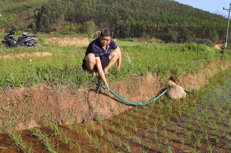 Gia đình ông Hoàng Dì Thím phải tự kéo dây bơm nước từ suối về tưới cho diện tích lúa mới cấy.