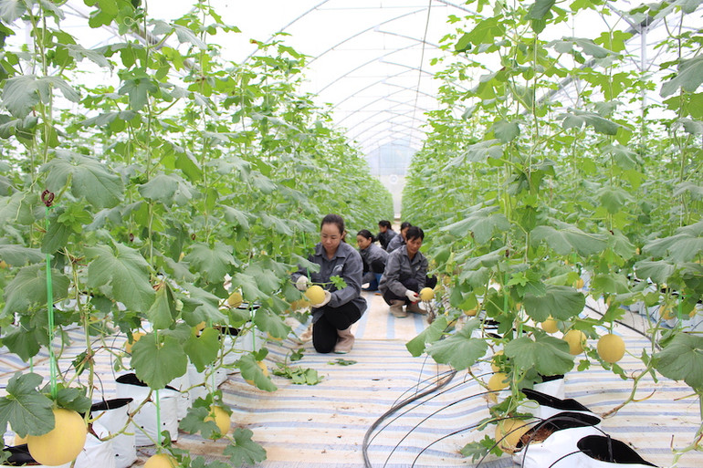 Mô hình trồng dưa công nghệ cao ngày càng được nhân rộng trên địa bàn huyện Đầm Hà.