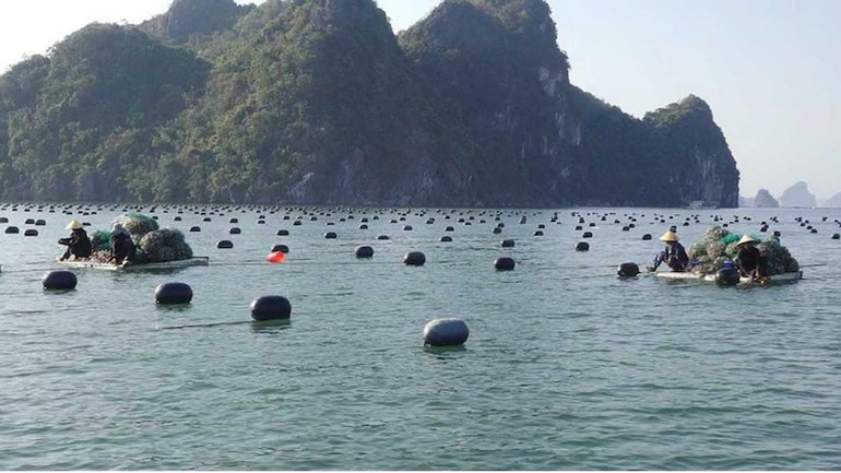 Các hộ nuôi trồng thủy sản của huyện Vân Đồn tranh thủ xuống giống sau bão số 3.