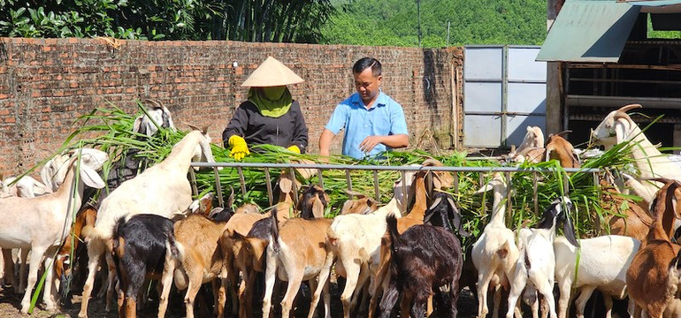 Mô hình phát triển kinh tế trang trại đem lại hiệu quả kinh tế cao ở xã Quảng Tân, huyện Đầm Hà, tỉnh Quảng Ninh. Mô hình phát triển kinh tế trang trại đem lại hiệu quả kinh tế cao ở xã Quảng Tân, huyện Đầm Hà, tỉnh Quảng Ninh.