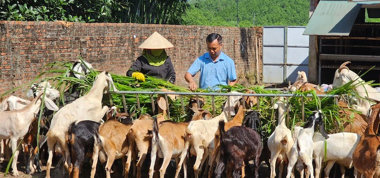Mô hình nuôi dê sinh sản và thương phẩm ở xã Quảng Tân đem lại giá trị kinh tế cao cho người dân.