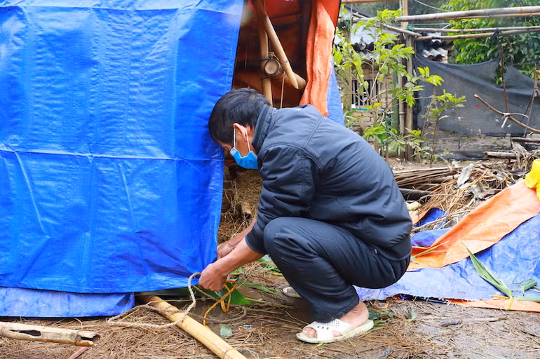 Người dân chủ động che chắn chuồng trại tránh rét cho đàn vật nuôi của gia đình.