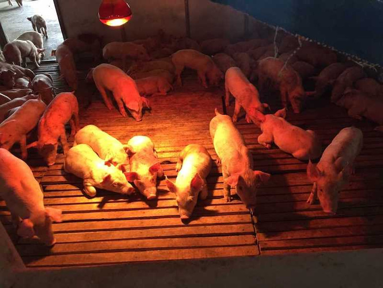 Các hộ chăn nuôi trên địa bàn huyện Hải Hà tăng cường thức ăn và sưởi ấm cho vật nuôi.