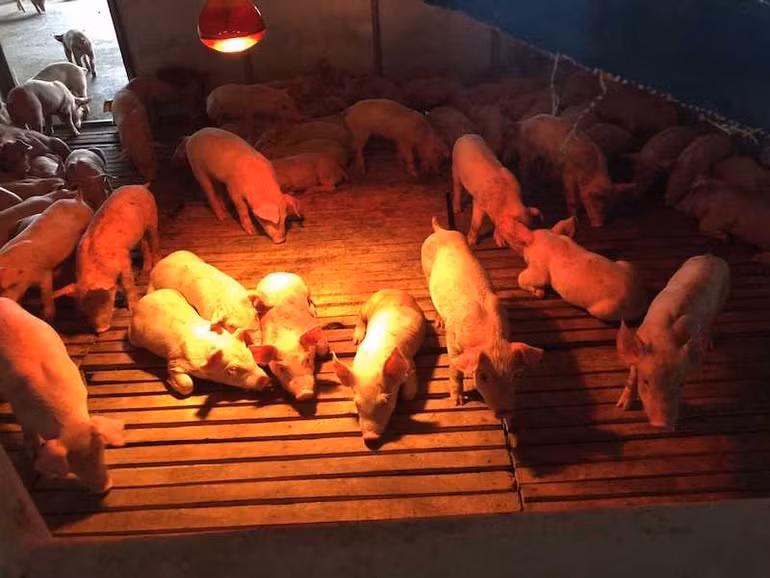 Các hộ chăn nuôi trên địa bàn huyện Hải Hà tăng cường thức ăn và sưởi ấm cho vật nuôi.