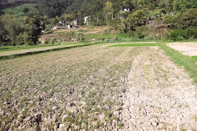 Nhiều diện tích cấy lúa của thôn Pắc Phe, xã Lục Hồn để không do không có nước để cấy lúa.