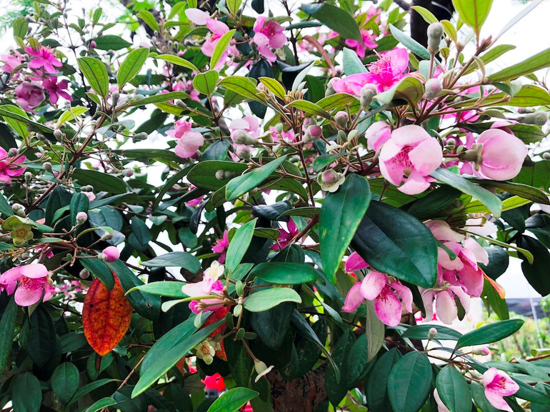 Hoa sim biên giới ở xã Hải Sơn, Móng Cái.