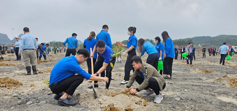 Lực lượng Đoàn viên thanh niên Công ty Than Núi Béo-Vinacomin tham gia trồng cây.