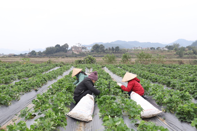 Vườn dâu tây của gia đình Ông Hoàng Phúc Hiếu được phủ bạt và chăm sóc tốt trong những ngày rét đậm, rét hại nên vẫn phát triển tốt.
