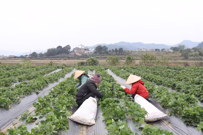 Vườn dâu tây của gia đình Ông Hoàng Phúc Hiếu được phủ bạt và chăm sóc tốt trong những ngày rét đậm, rét hại nên vẫn phát triển tốt.