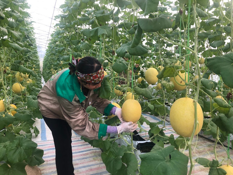 Mô hình trồng dưa công nghệ cao tại xã Quảng Tân, huyện Đầm Hà, Quảng Ninh.