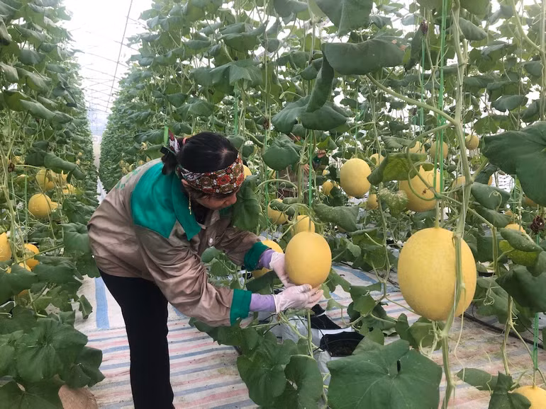 Mô hình trồng dưa công nghệ cao tại xã Quảng Tân, huyện Đầm Hà, Quảng Ninh.