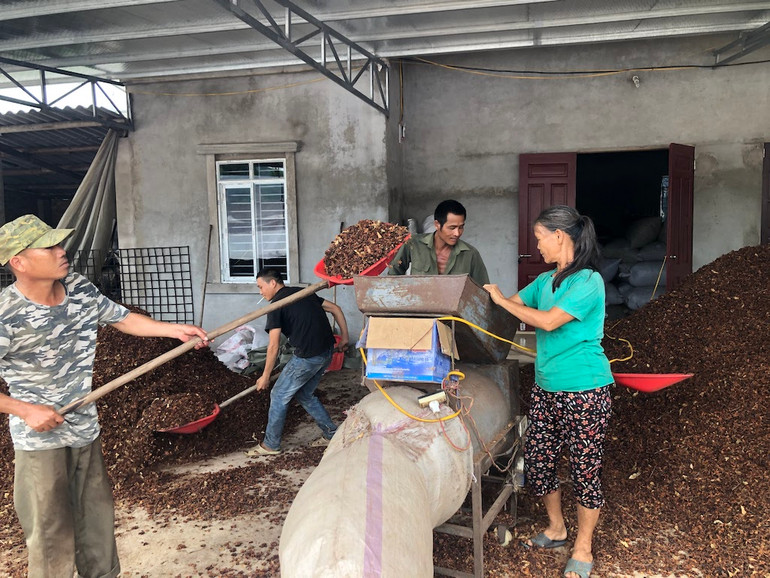 Sơ chế hoa hồi ở xã Hoành Mô, huyện Bình Liêu, Quảng Ninh.