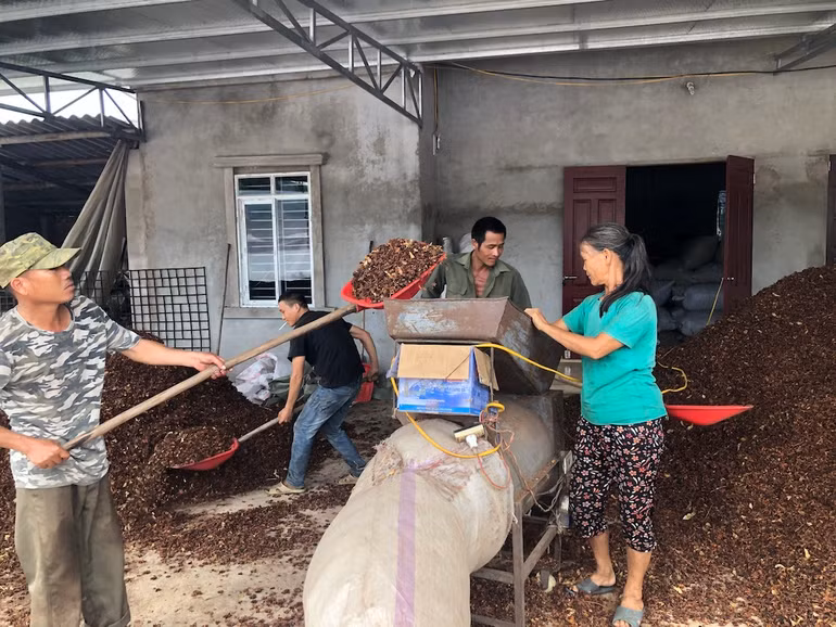 Sơ chế hoa hồi ở xã Hoành Mô, huyện Bình Liêu, Quảng Ninh.