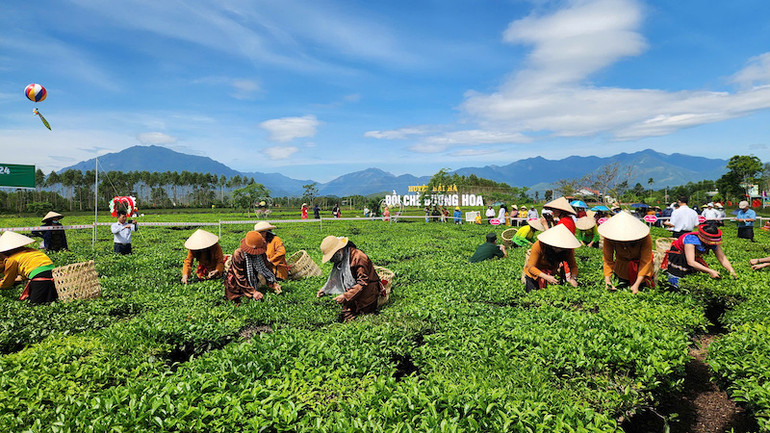 Cuộc thi hái chè trong khuôn khổ Lễ hội Trà Đường Hoa năm 2024.