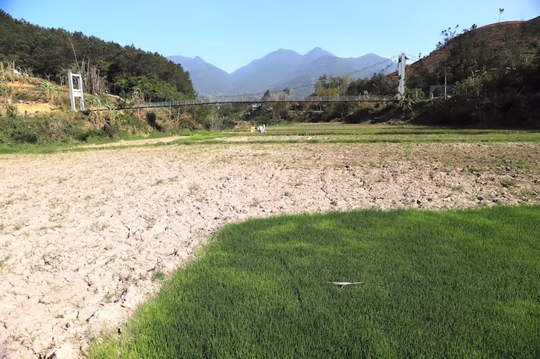 Do nắng nóng, hạn hán dẫn đến nhiều ruộng mạ thiếu nước, ruộng trồng nứt nẻ.