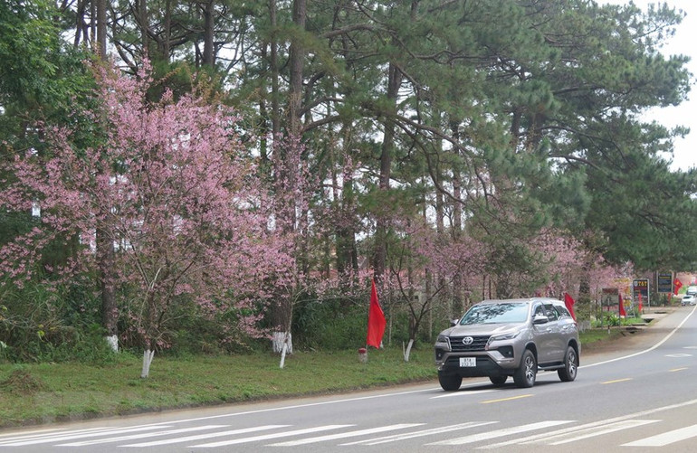 Mai anh đào nở rộ đúng dịp Tết Nguyên đán tại Măng Đen, huyện Kon Plông Mai anh đào nở rộ đúng dịp Tết Nguyên đán tại Măng Đen, huyện Kon Plông